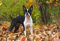 Boston Terrier (Canis familiaris) in autumn leaves