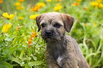 Border Terrier (Canis familiaris) puppy