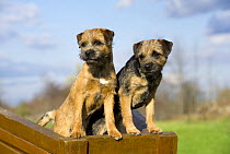 Border Terrier (Canis familiaris) pair in cart