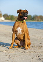 Boxer (Canis familiaris) sitting on beach
