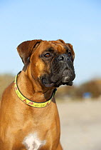 Boxer (Canis familiaris)