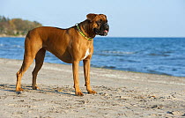 Boxer (Canis familiaris) standing on beach