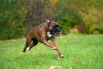 Boxer (Canis familiaris) running