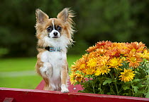 Chihuahua (Canis familiaris) in cart iwth flowers