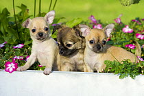 Chihuahua (Canis familiaris) puppies