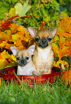 Chihuahua (Canis familiaris) mother and puppy in basket with autumn leaves