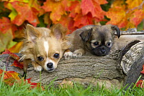 Chihuahua (Canis familiaris) mother and puppy on log
