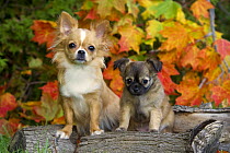 Chihuahua (Canis familiaris) mother and puppy