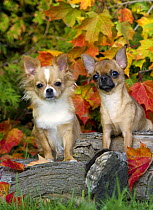 Chihuahua (Canis familiaris) pair