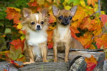Chihuahua (Canis familiaris) pair with autumn leaves