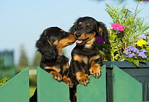 Miniature Long Haired Dachshund (Canis familiaris) puppies on fence