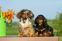 Miniature Long Haired Dachshund (Canis familiaris) mother and puppy beside watering can