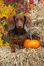 Miniature Long Haired Dachshund (Canis familiaris) on hay bale with pumpkin