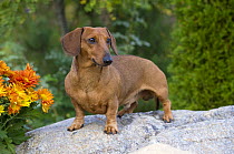 Miniature Smooth Dachshund (Canis familiaris)