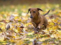 Miniature Smooth Dachshund (Canis familiaris) running through autumn leaves