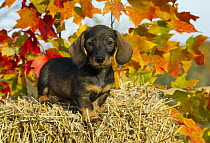Miniature Wire-haired Dachshund (Canis familiaris) puppy on hay bale with autumn leaves