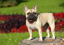 French Bulldog (Canis familiaris)