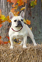 French Bulldog (Canis familiaris) standing on hay bale