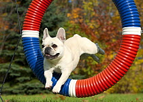 French Bulldog (Canis familiaris) jumping through ring