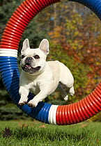 French Bulldog (Canis familiaris) jumping through ring
