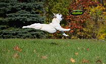 French Bulldog (Canis familiaris) catching frisbee