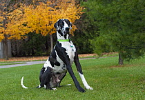 Great Dane (Canis familiaris)