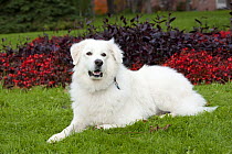 Great Pyrenees (Canis familiaris)