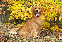Golden Retriever (Canis familiaris) with autumn leaves