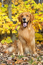 Golden Retriever (Canis familiaris) with autumn leaves