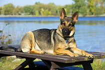 German Shepherd (Canis familiaris) laying on picnic table
