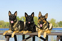 German Shepherd (Canis familiaris) trio on picnic table