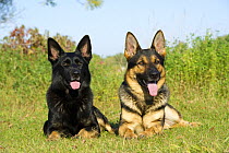 German Shepherd (Canis familiaris) pair