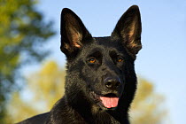 German Shepherd (Canis familiaris) portrait