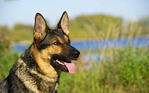 German Shepherd (Canis familiaris)