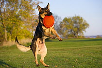 German Shepherd (Canis familiaris) catching frisbee