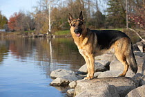 German Shepherd (Canis familiaris) on lake shore