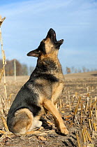 German Shepherd (Canis familiaris) howling