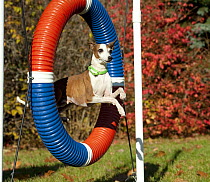 Italian Greyhound (Canis familiaris) jumping through ring