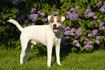 Jack Russell Terrier (Canis familiaris) with lilacs