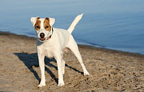 Jack Russell Terrier (Canis familiaris) on beach