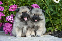 Keeshond (Canis familiaris) puppies wih hydrangeas