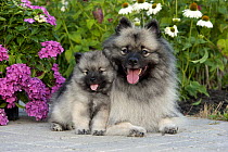 Keeshond (Canis familiaris) mother and puppy