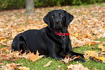 Black Labrador Retriever (Canis familiaris) lying amid autumn leaves