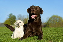 Labrador Retriever (Canis familiaris) mother and puppy