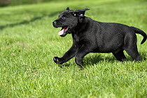 Black Labrador Retriever (Canis familiaris) puppy running