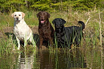 Labrador Retriever (Canis familiaris) trio in water