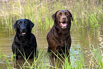 Labrador Retriever (Canis familiaris) pair in water