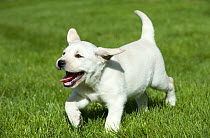 Yellow Labrador Retriever (Canis familiaris) puppy running