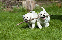 Yellow Labrador Retriever (Canis familiaris) puppies playing with stick