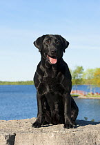 Black Labrador Retriever (Canis familiaris)